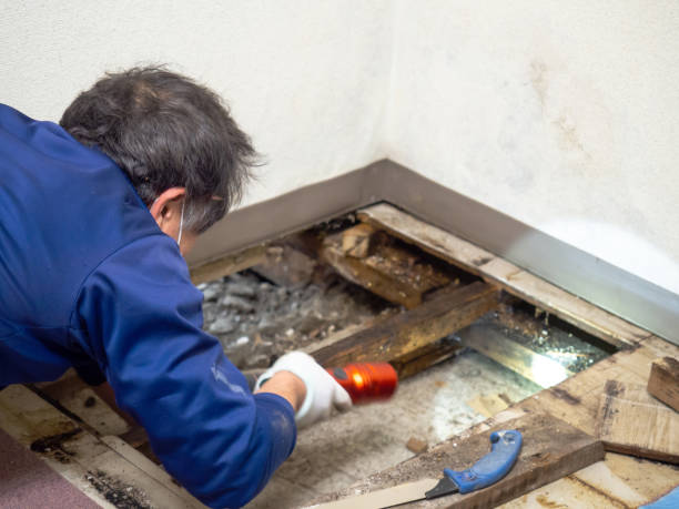 Best Professional Mold Removal  in Primera, TX