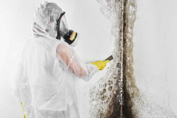 Best Attic Mold Removal  in Primera, TX