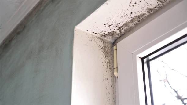 Best Black Mold Removal  in Primera, TX