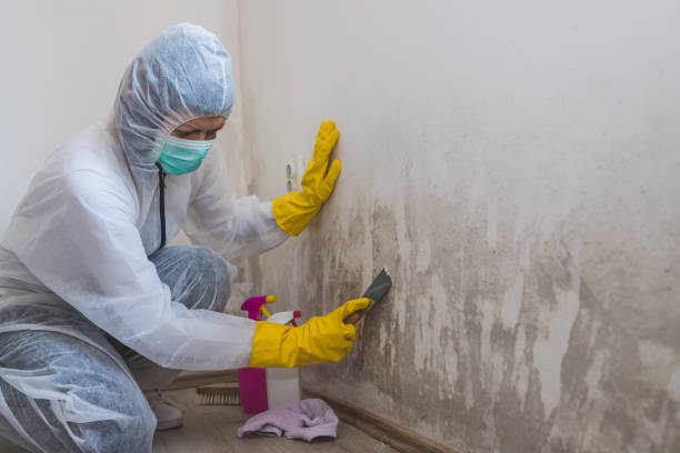 Best Mold Cleaning Services  in Primera, TX