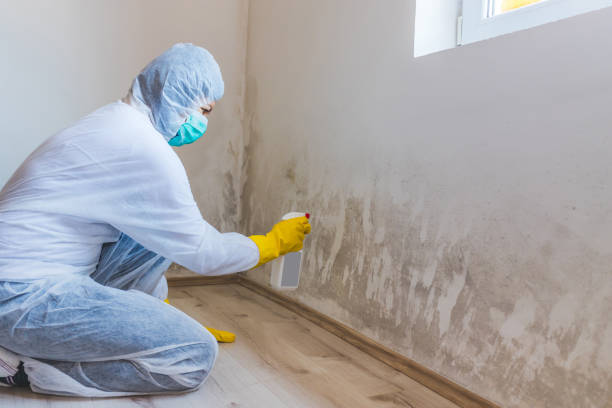 Best Commercial Mold Removal  in Primera, TX