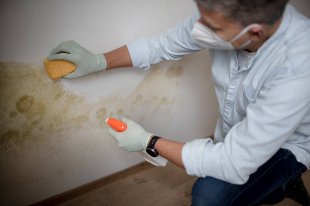 Best Mold Remediation  in Primera, TX