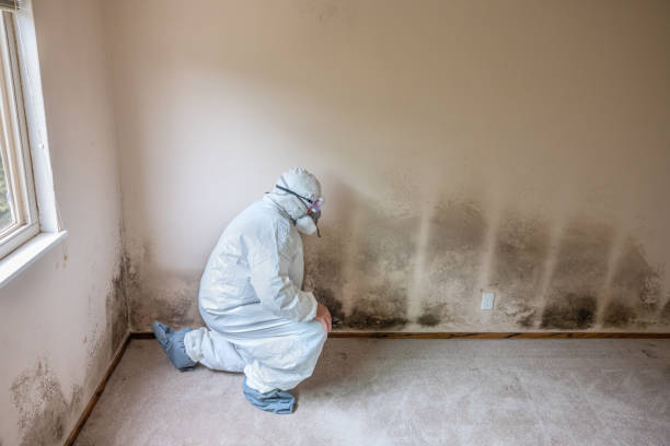 Best Best Mold Removal Companies  in Primera, TX