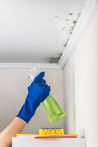 Best Same-Day Mold Removal  in Primera, TX