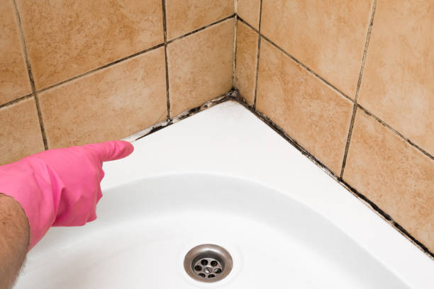 Best Residential Mold Removal  in Primera, TX